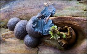 Attēlu rezultāti vaicājumam “Lycogala roseosporum spores”