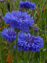 Image result for Centaurea cyanus