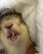 Картинки по запросу белку зажевало в диск