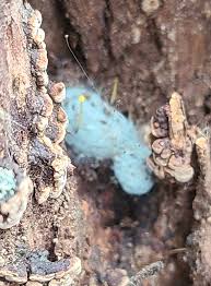 Attēlu rezultāti vaicājumam “Byssocorticium atrovirens”