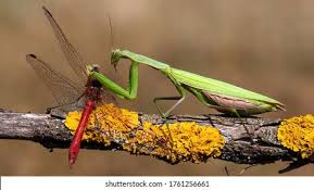 Attēlu rezultāti vaicājumam “Mantis religiosa”