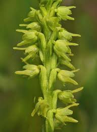 Attēlu rezultāti vaicājumam “Herminium monorchis flower”