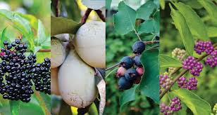 Attēlu rezultāti vaicājumam “Corynephorus canescens fruit”