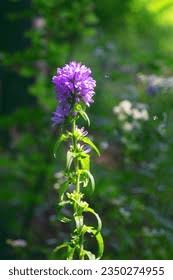 Attēlu rezultāti vaicājumam “Campanula cervicaria bud”