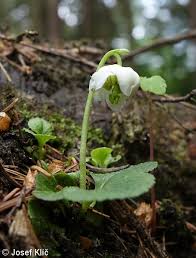 Attēlu rezultāti vaicājumam “Moneses uniflora fruit”