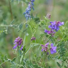 Attēlu rezultāti vaicājumam “Vicia cracca flower”