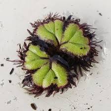 Attēlu rezultāti vaicājumam “Ricciocarpos natans”