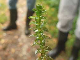 Attēlu rezultāti vaicājumam “Elodea canadensis”