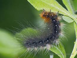 Attēlu rezultāti vaicājumam “Arctia caja imago”