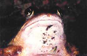 Attēlu rezultāti vaicājumam “Rana temporaria adult”