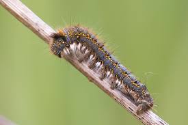 Attēlu rezultāti vaicājumam “Euthrix potatoria imago”