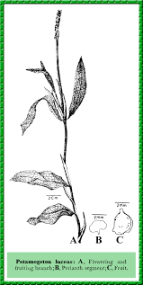 Attēlu rezultāti vaicājumam “Potamogeton lucens leaf”