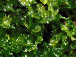 Attēlu rezultāti vaicājumam “Tetraphis pellucida”