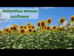 Attēlu rezultāti vaicājumam “Helianthus annuus fruit”