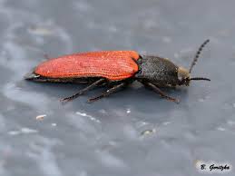 Attēlu rezultāti vaicājumam “Cidnopus aeruginosus”