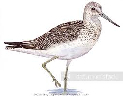 Attēlu rezultāti vaicājumam “Tringa nebularia adult”