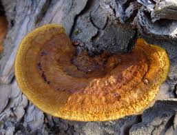 Attēlu rezultāti vaicājumam “Daedaleopsis confragosa”