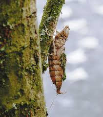 Attēlu rezultāti vaicājumam “Anax parthenope”