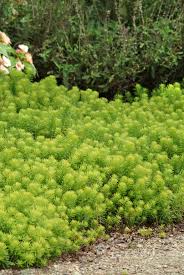 Attēlu rezultāti vaicājumam “Sedum rupestre”