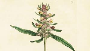 Attēlu rezultāti vaicājumam “Melampyrum cristatum leaf”