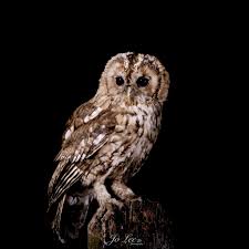 Attēlu rezultāti vaicājumam “Strix aluco female”