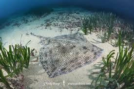 Image result for Raja brachyura