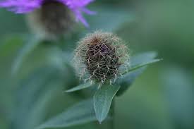 Image result for Centaurea pseudophrygia