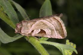 Attēlu rezultāti vaicājumam “Eucarta virgo”