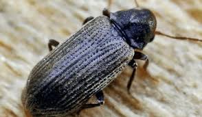 Attēlu rezultāti vaicājumam “Priobium carpini”