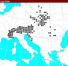 Attēlu rezultāti vaicājumam “Larix decidua var. polonica”