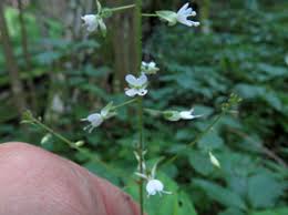 Attēlu rezultāti vaicājumam “Oenothera rubricauli”
