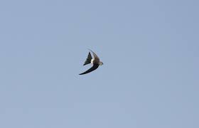 Image result for Apus pacificus