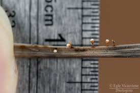 Attēlu rezultāti vaicājumam “Craterium sp.”