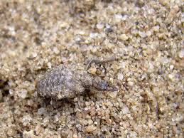 Attēlu rezultāti vaicājumam “Myrmeleontidae larva”