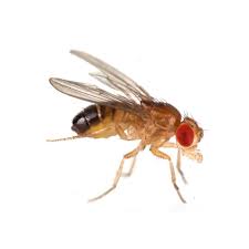 Attēlu rezultāti vaicājumam “Drosophila melanogaster”