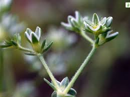 Attēlu rezultāti vaicājumam “Scleranthus perennis flower”