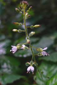 Attēlu rezultāti vaicājumam “Circaea lutetiana”