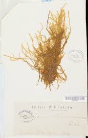 Attēlu rezultāti vaicājumam “Straminergon stramineum”