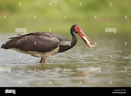 Attēlu rezultāti vaicājumam “Ciconia nigra adult”