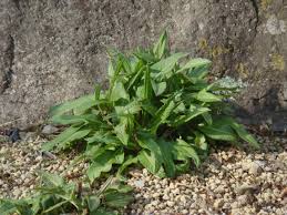 Attēlu rezultāti vaicājumam “Bistorta major leaf”