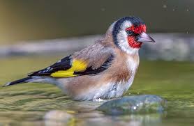 Attēlu rezultāti vaicājumam “Carduelis carduelis”