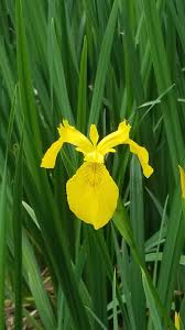 Attēlu rezultāti vaicājumam “Iris pseudacorus leaf”