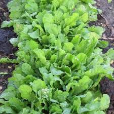 Image result for Gartenkresse