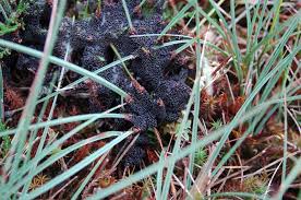 Attēlu rezultāti vaicājumam “Badhamia lilacina sessile”