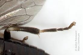 Attēlu rezultāti vaicājumam “Caliroa annulipes”