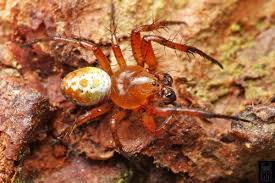 Attēlu rezultāti vaicājumam “Araniella male”