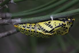 Attēlu rezultāti vaicājumam “Aporia crataegi pupa”