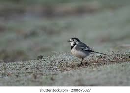 Attēlu rezultāti vaicājumam “Motacilla alba adult”