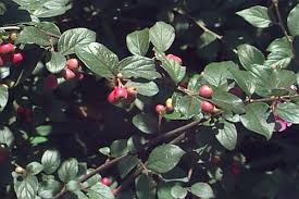Attēlu rezultāti vaicājumam “Cotoneaster divaricatus”