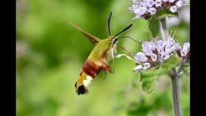 Attēlu rezultāti vaicājumam “Hemaris fuciformis”